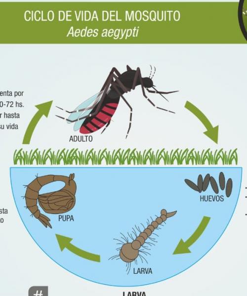 Aedes aegypti, dengue (Fundación Miguel Lillo)