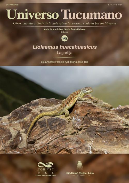 Universo Tucumano 96 (2023): Lagartija, Liolaemus huacahuasicus
