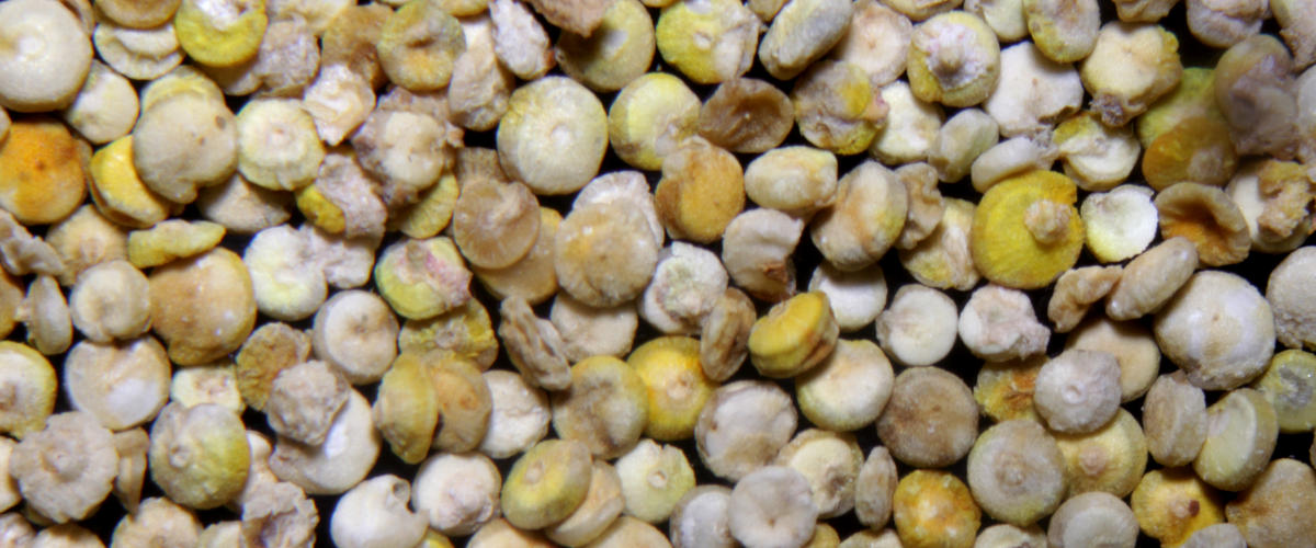 Investigador de la FML participó en una nueva publicación internacional sobre quinoa