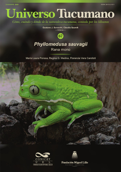 Phyllomedusa sauvagii