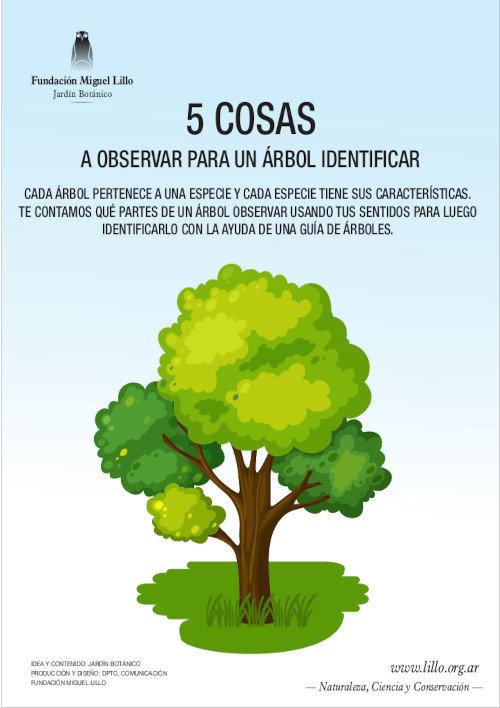Jardín Botánico de la Fundación Miguel Lillo (2020): 5 cosas a observar para un árbol identificar
