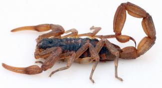 Centruroides suffusus