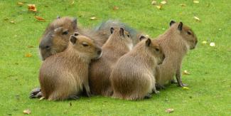 Carpincho, capibara. Foto en Creative Commons.