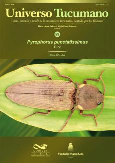 Universo Tucumano 99 (2024): Tuco, Pyrophorus punctatissimus