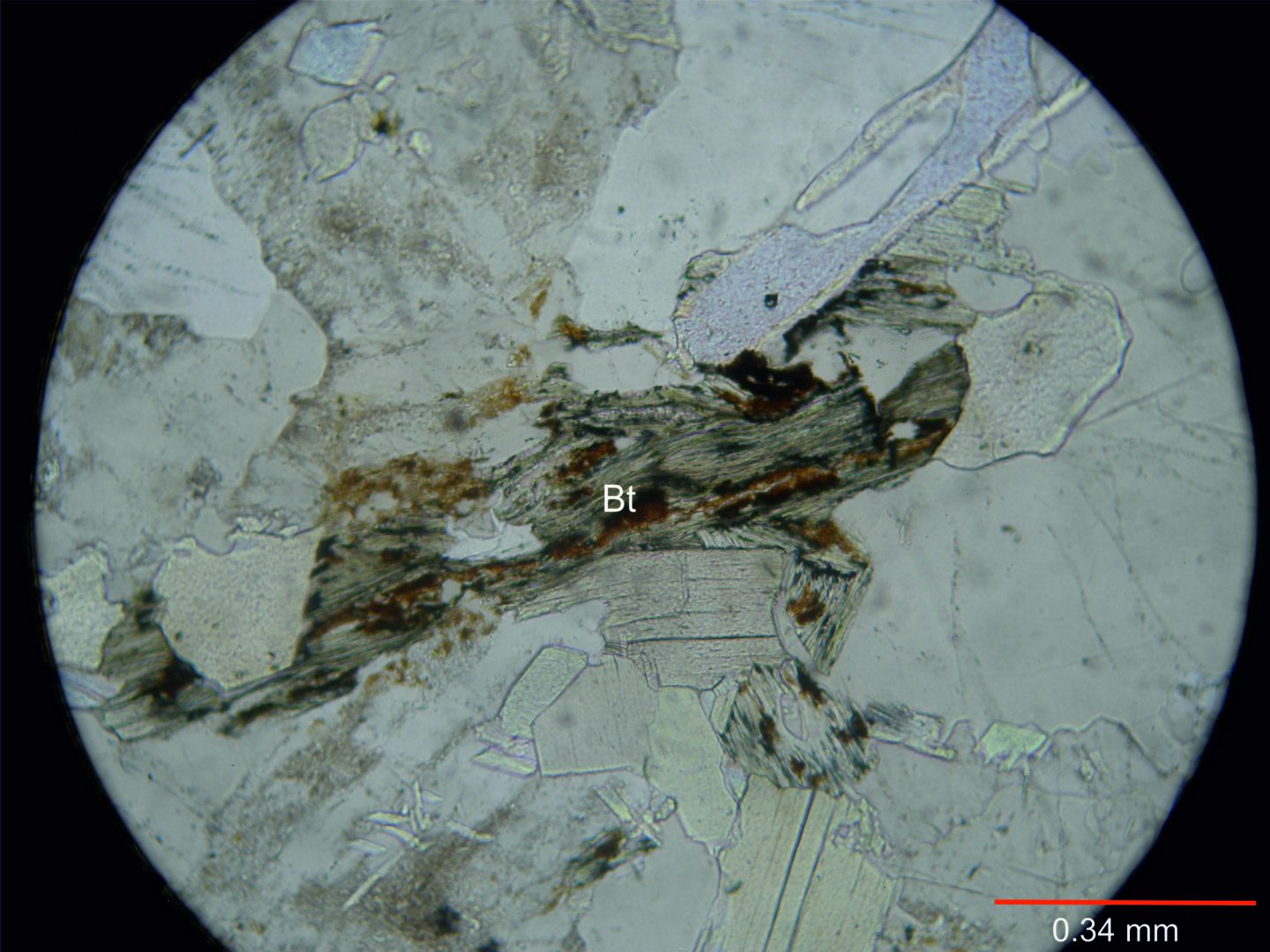 2125-Biotita alt a clorita s nicoles.jpg
