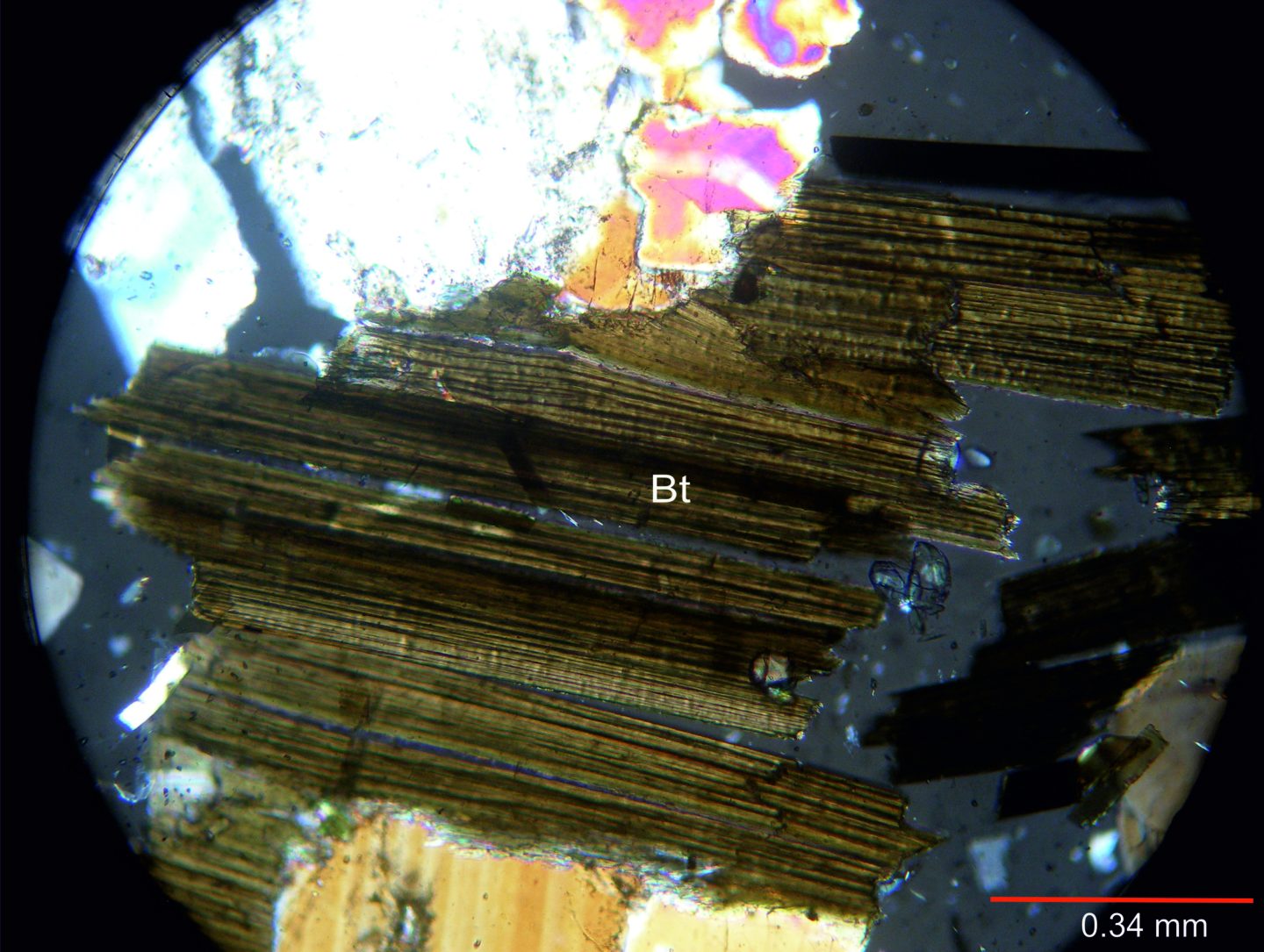321-Biotita c nicols.jpg