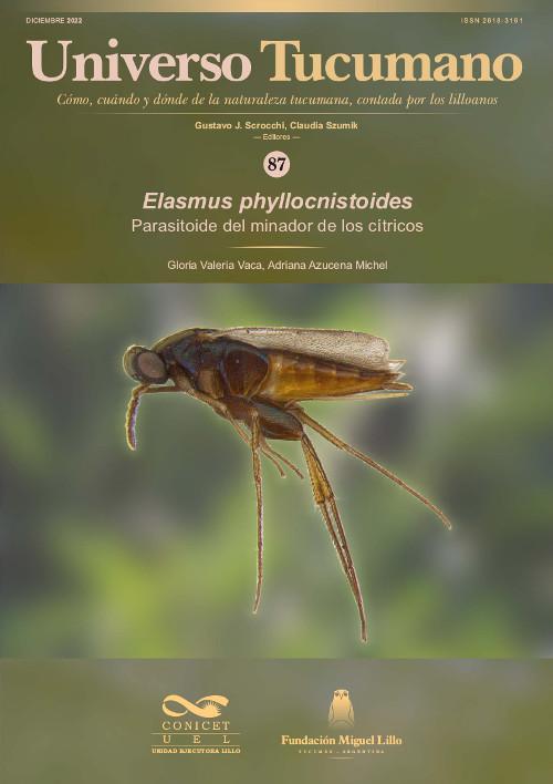 Universo Tucumano 87 (2022): Parasitoide del minador de los cítricos (Elasmus phyllocnistoides)