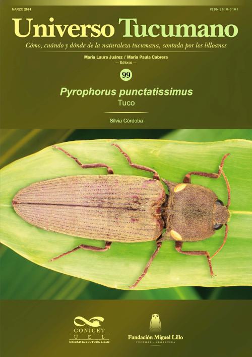 Universo Tucumano 99 (2024): Tuco (Pyrophorus punctatissimus)