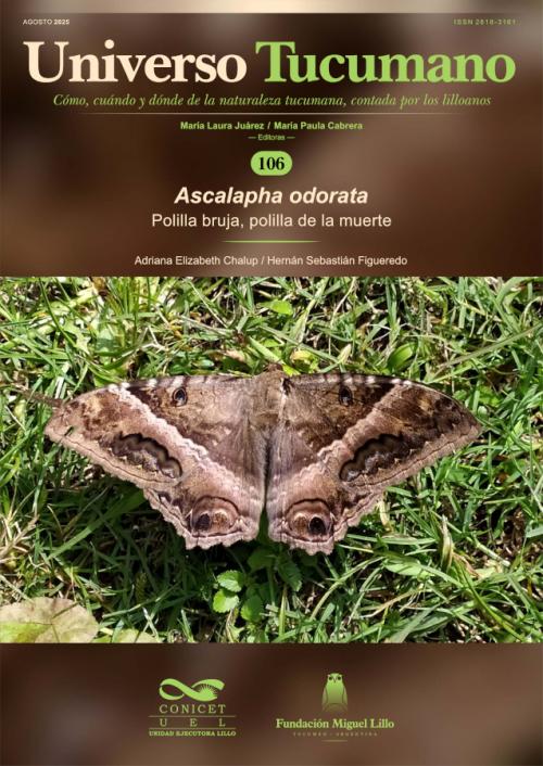 Universo Tucumano 106 (2025): Polilla bruja, polilla de la muerte (Ascalapha odorata)