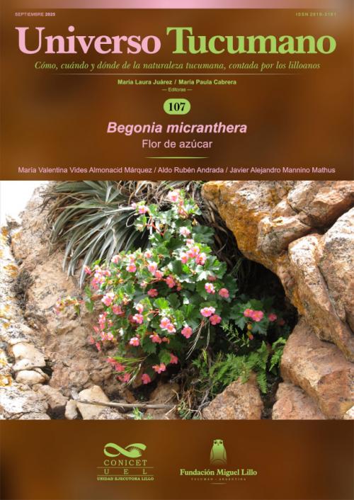 Universo Tucumano 107 (2025): Flor de azúcar (Begonia micranthera)