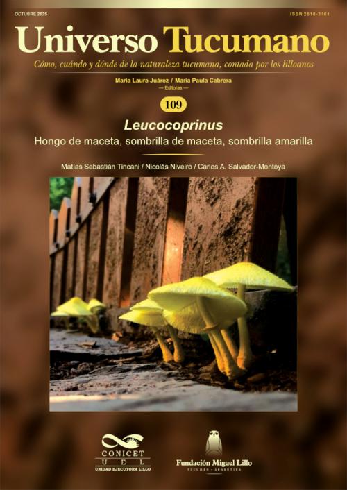 Universo Tucumano 109 (2025): Hongo de maceta, sombrilla de maceta, sombrilla amarilla (Leucocoprinus)