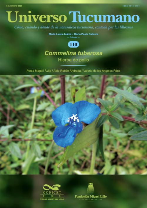 Universo Tucumano 110 (2025): Hierba de pollo (Commelina tuberosa)