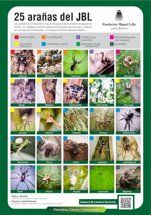 25 arañas del Jardín Botánico de la Fundación Miguel Lillo