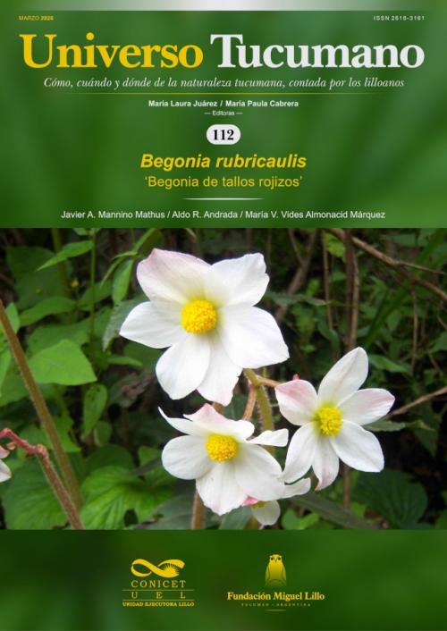 Universo Tucumano 122 (2026): Begonia de tallos rojizos (Begonia rubricaulis)