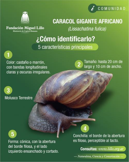 Caracol Gigante Africano (Lissachatina fulica) (2026)