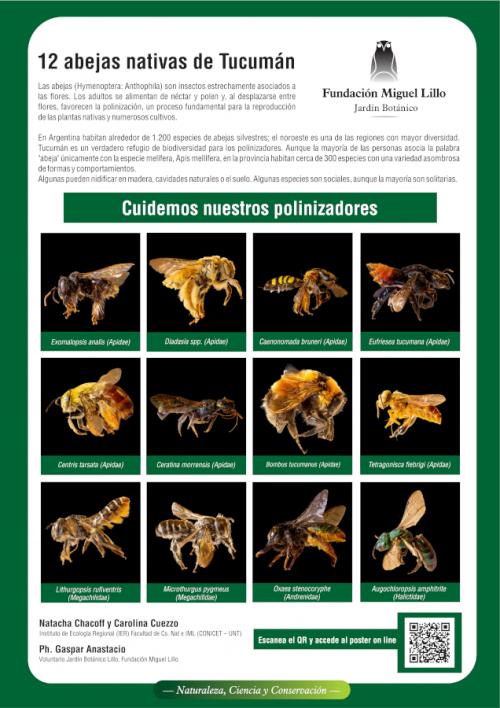 Folleto (2026): 12 abejas nativas de Tucumán