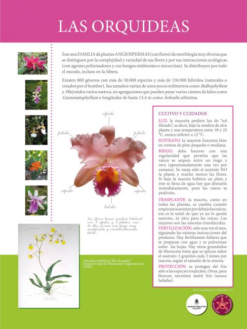 Poster FML: Las orquídeas