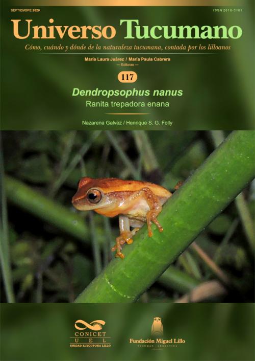 Universo Tucumano 117 (2026): Ranita trepadora enana (Dendropsophus nanus)