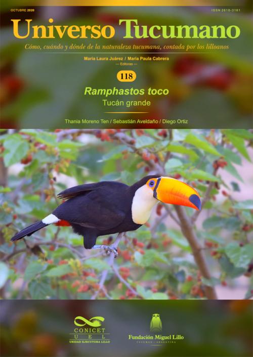 Universo Tucumano 118 (2026): Tucán grande (Ramphastos toco)