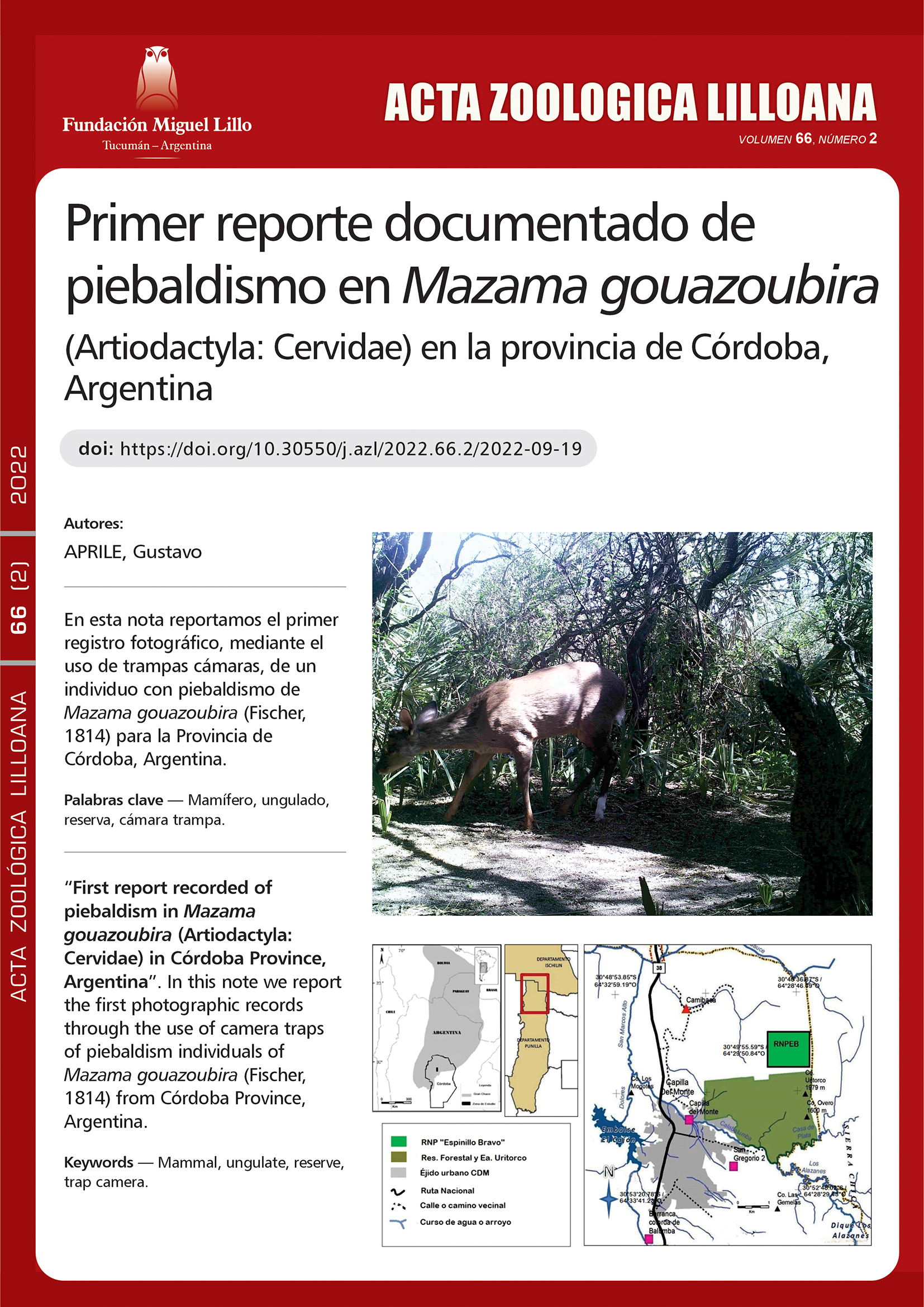 Primer reporte documentado de piebaldismo en Mazama gouazoubira (Artiodactyla: Cervidae) en la provincia de Córdoba, Argentina