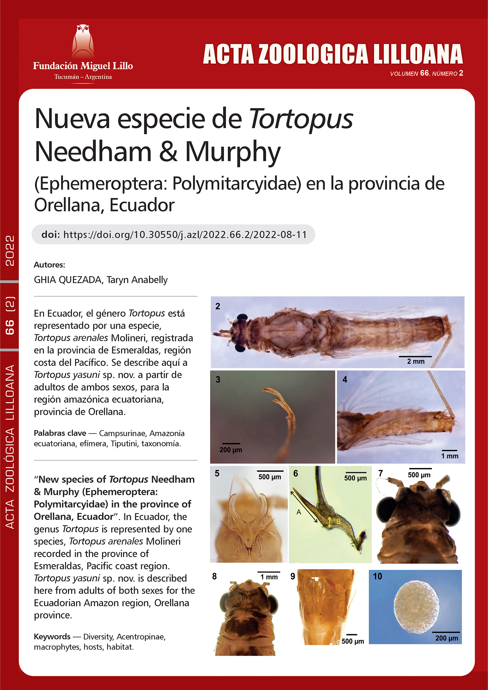 Nueva especie de Tortopus Needham & Murphy (Ephemeroptera: Polymitarcyidae) en la provincia de Orellana, Ecuador