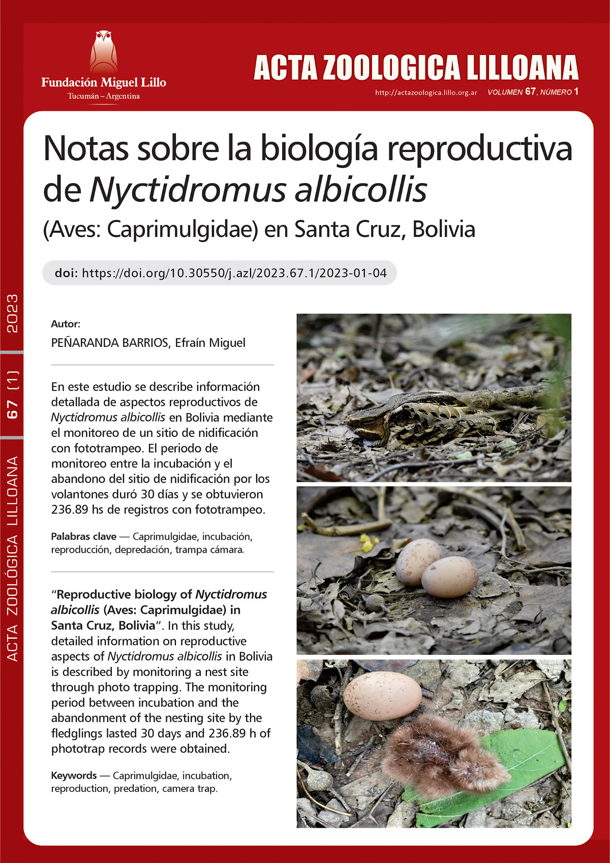 Caprimulgidae Notas sobre la biología reproductiva de Nyctidromus albicollis (Aves: Caprimulgidae) en Santa Cruz, Bolivia