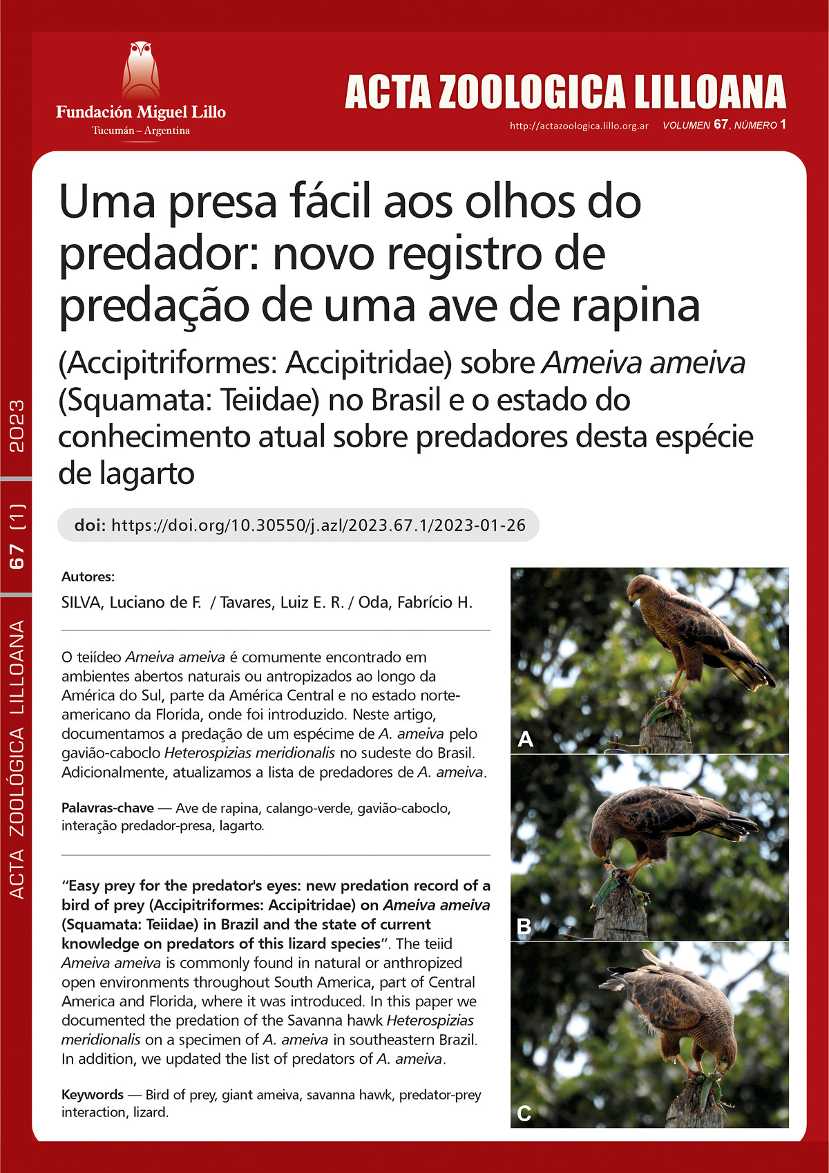 Easy prey for the predator’s eyes: new predation record of a bird of prey (Accipitriformes: Accipitridae) on Ameiva ameiva (Squamata: Teiidae) in Brazil and the state of current knowledge on predators of this lizard species