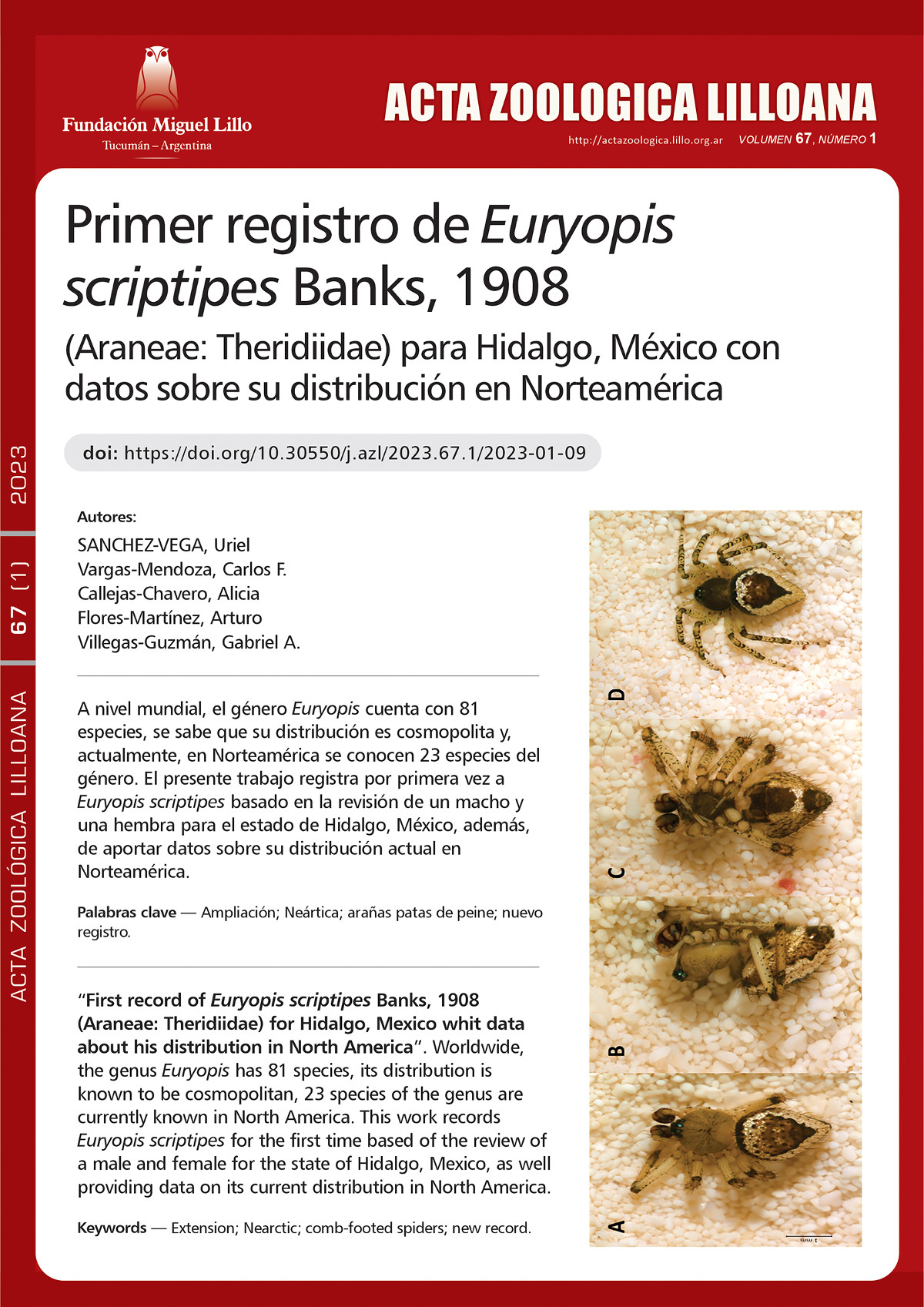 Primer registro de Euryopis scriptipes Banks, 1908 (Araneae: Theridiidae) para Hidalgo, México con datos sobre su distribución en Norteamérica