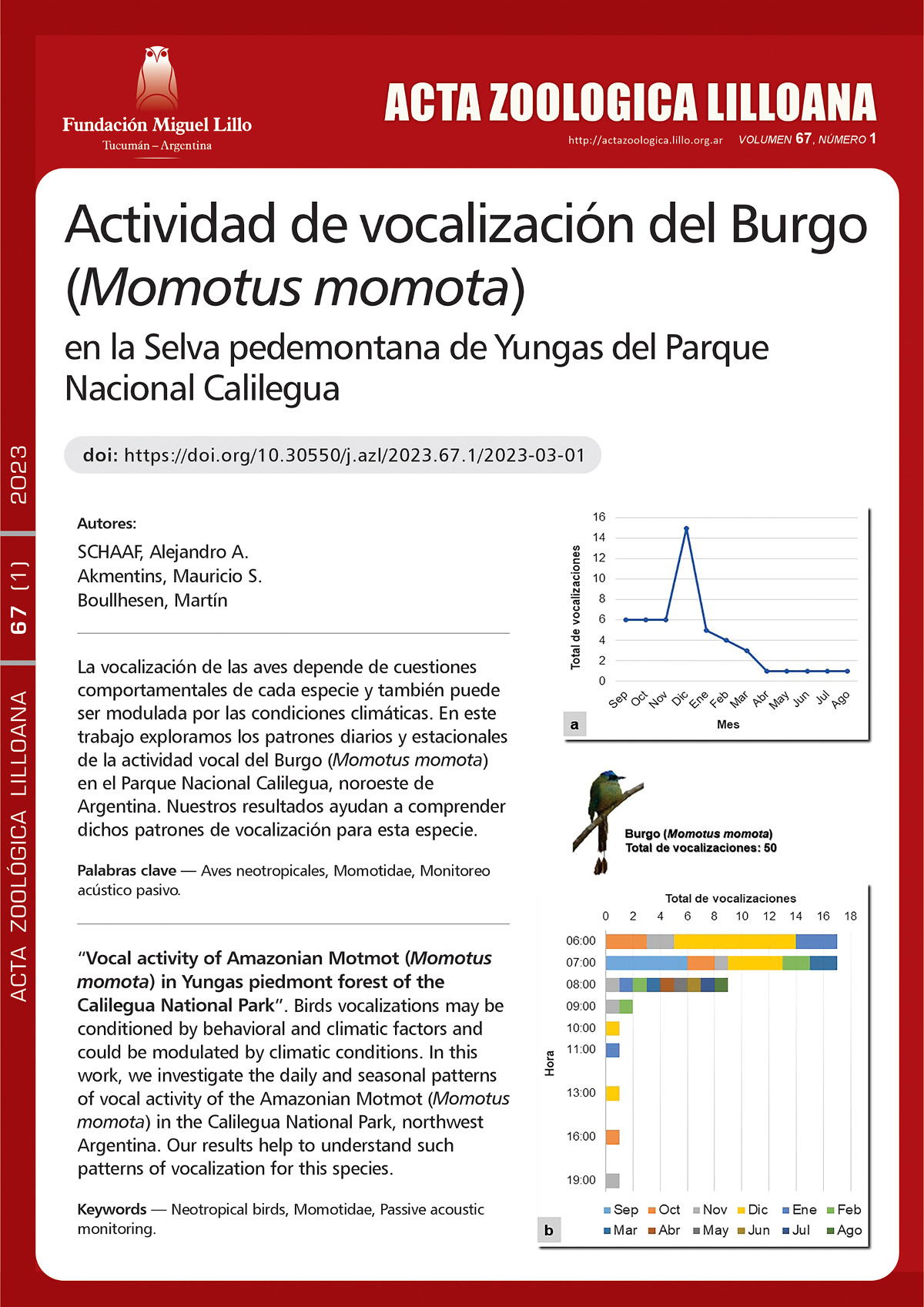 Actividad de vocalización del Burgo (Momotus momota) en la Selva pedemontana de Yungas del Parque Nacional Calilegua