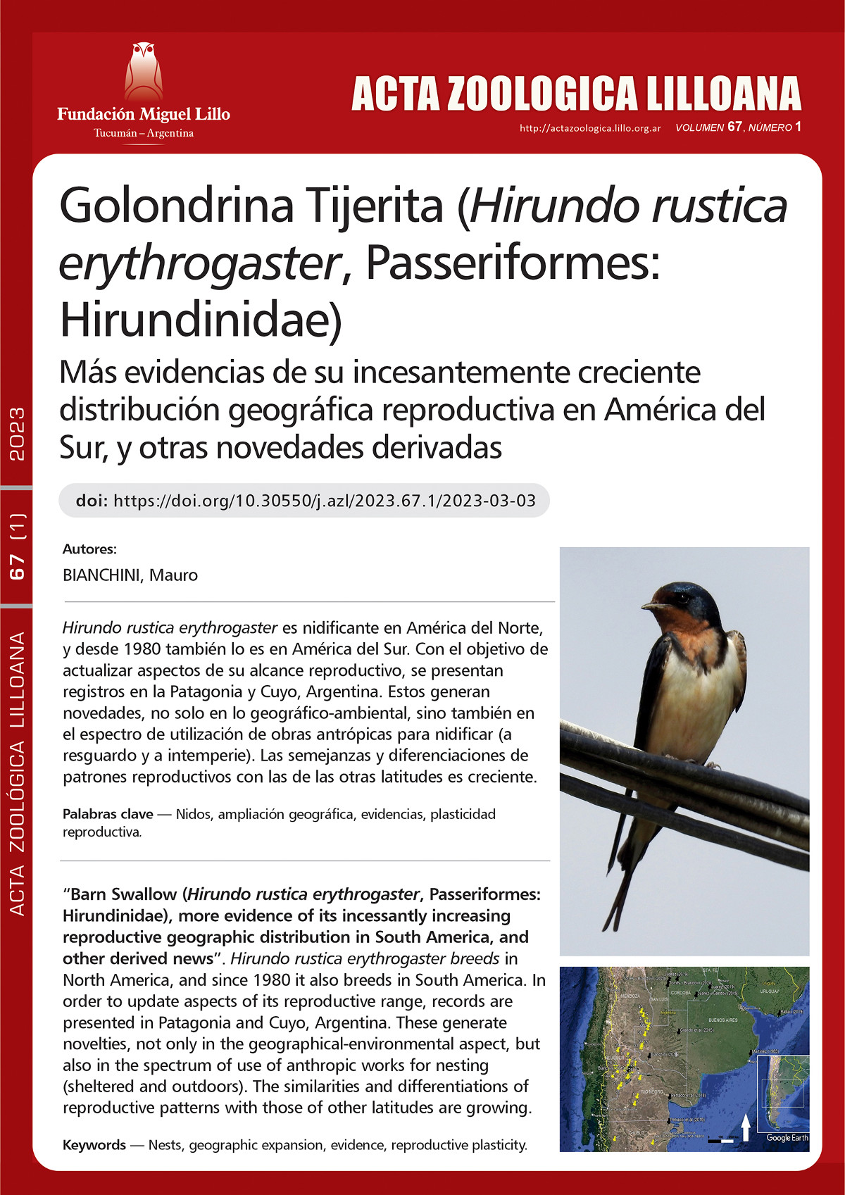 Golondrina Tijerita (Hirundo rustica erythrogaster, Passeriformes: Hirundinidae), m