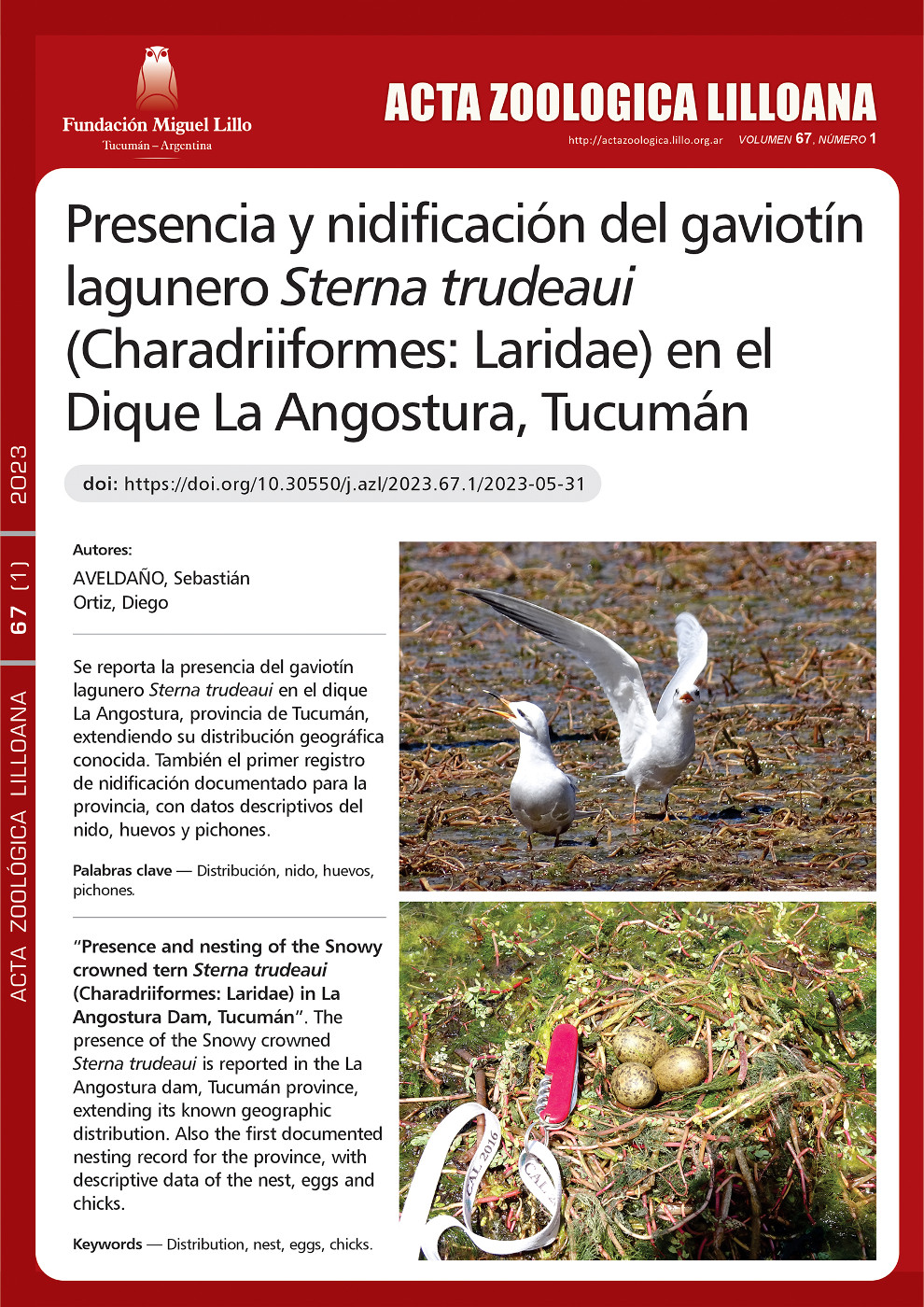 Presencia y nidificación del gaviotín lagunero Sterna trudeaui (Charadriiformes: Laridae) en el Dique La Angostura, Tucumán