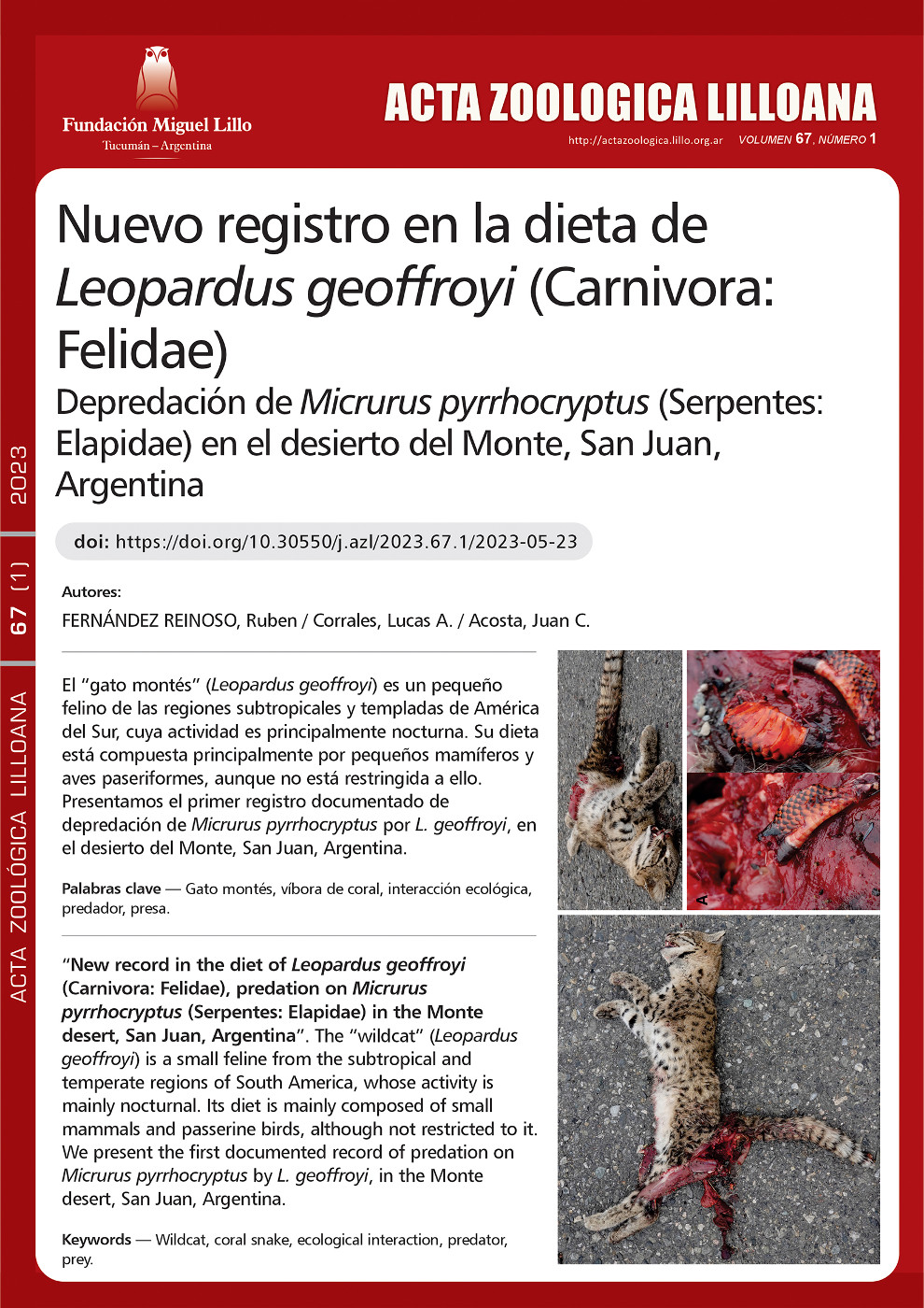 Nuevo Registro en la dieta de Leopardus geoffroyi (Carnivora: Felidae), depredación de Micrurus pyrrhocryptus (Serpentes: Elapidae) en el desierto del Monte, San Juan Argentina