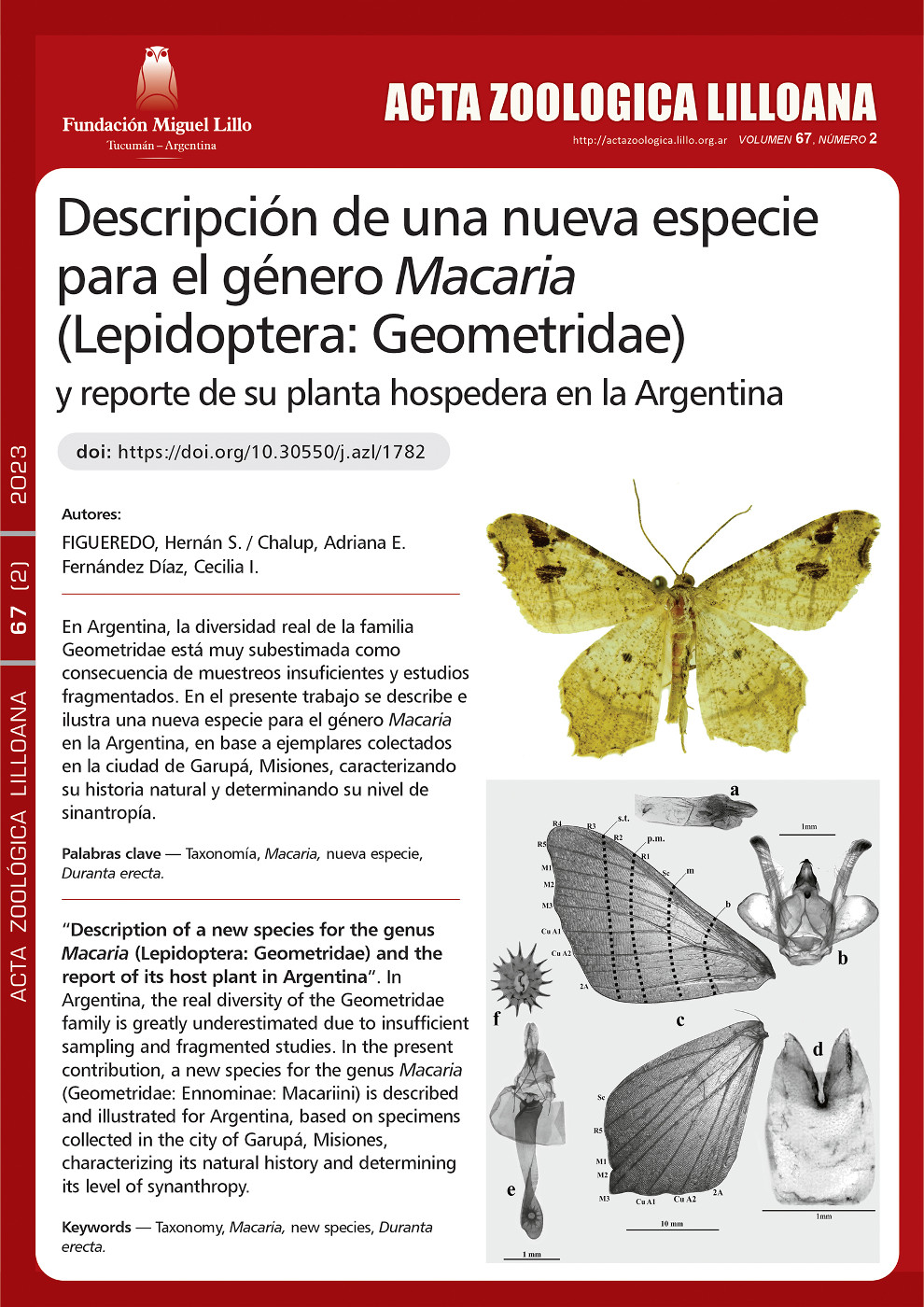 Descripción de una nueva especie para el género Macaria (Lepidoptera: Geometridae) y reporte de su planta hospedera en la Argentina
