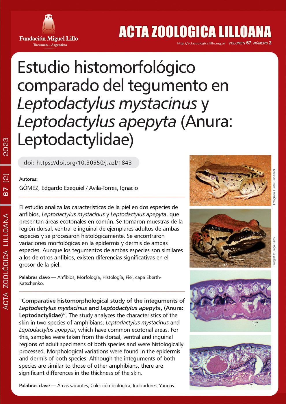 Estudio histomorfológico comparado del tegumento en Leptodactylus mystacinus y Leptodactylus apepyta (Anura: Leptodactylidae)