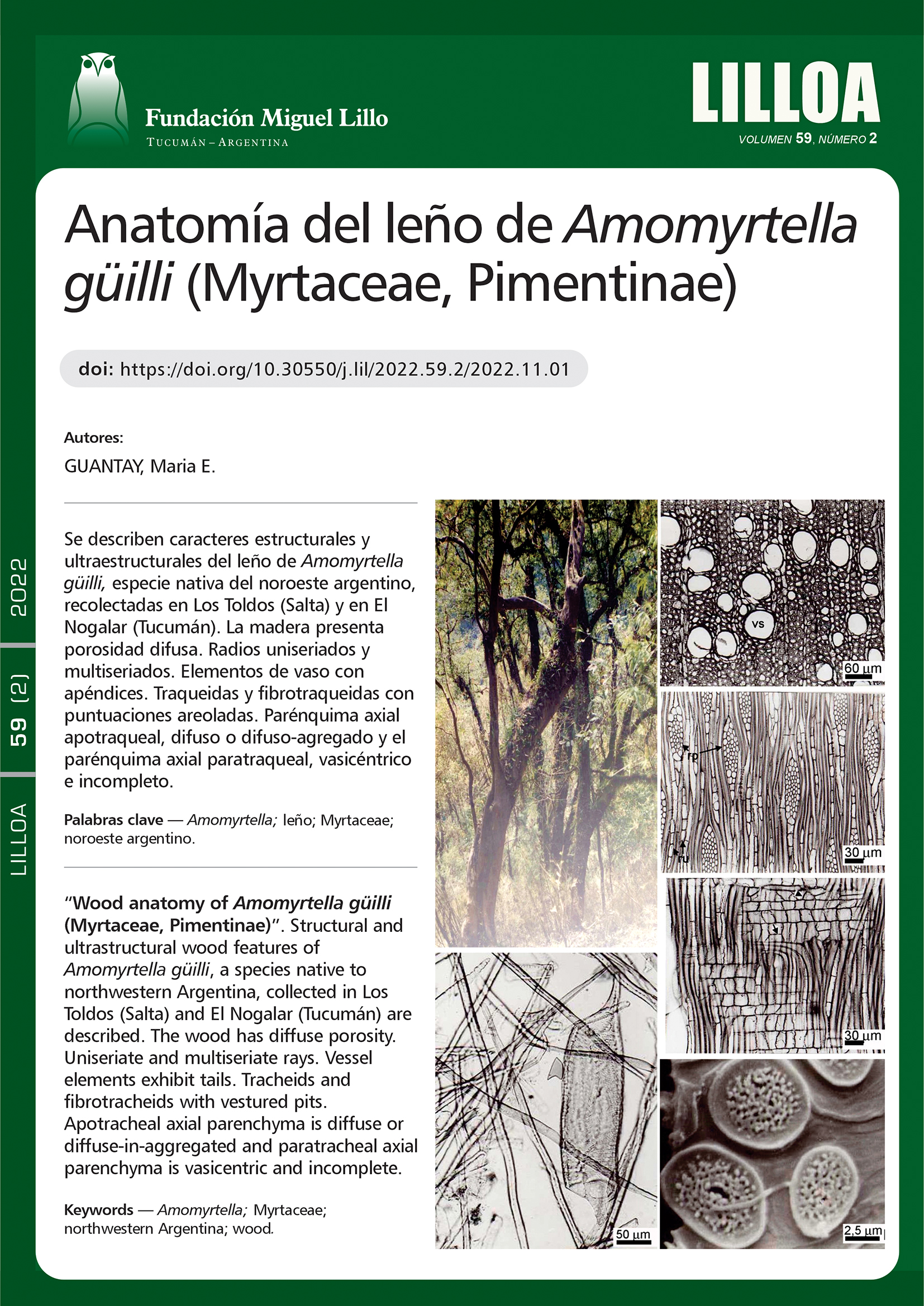 Anatomía del leño de Amomyrtella güilli