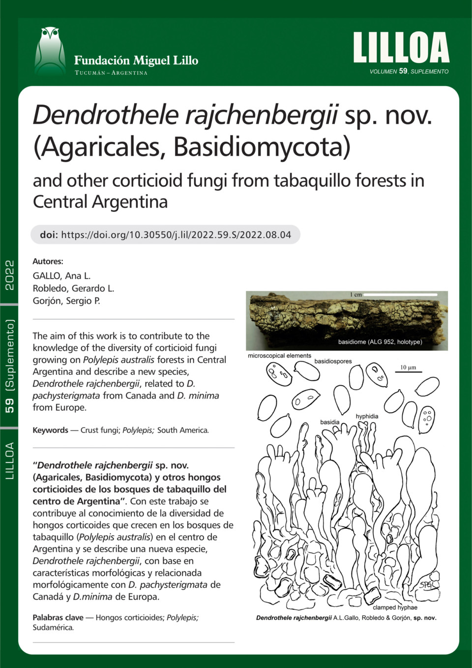 Dendrothele rajchenbergii sp. nov. (Agaricales, Basidiomycota)