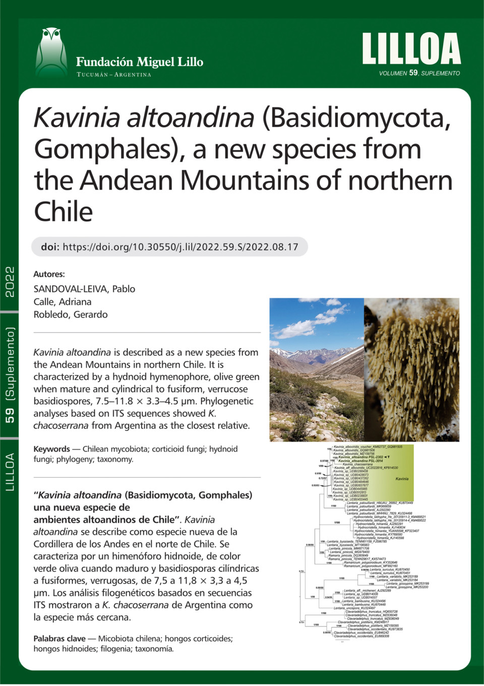 Kavinia altoandina (Basidiomycota, Gomphales) una nueva especie de  ambientes altoandinos de Chile