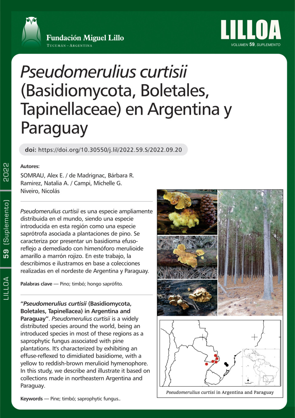 Pseudomerulius curtisii (Basidiomycota, Boletales, Tapinellaceae) en Argentina y Paraguay