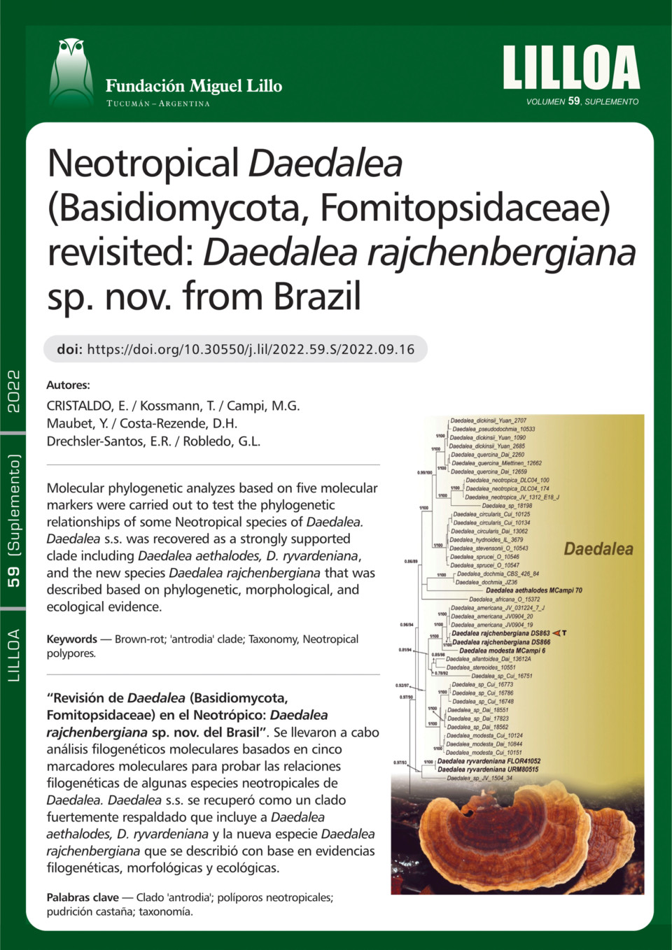 Revisión de Daedalea (Basidiomycota, Fomitopsidaceae) en el  Neotrópico: Daedalea rajchenbergiana sp. nov. del Brasil