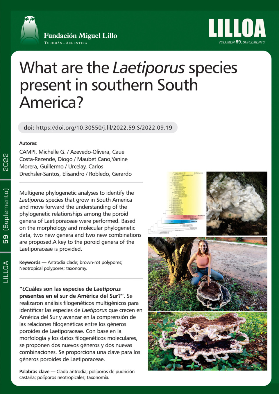 ¿Cuáles son las especies de Laetiporus presentes en el sur de América del Sur?