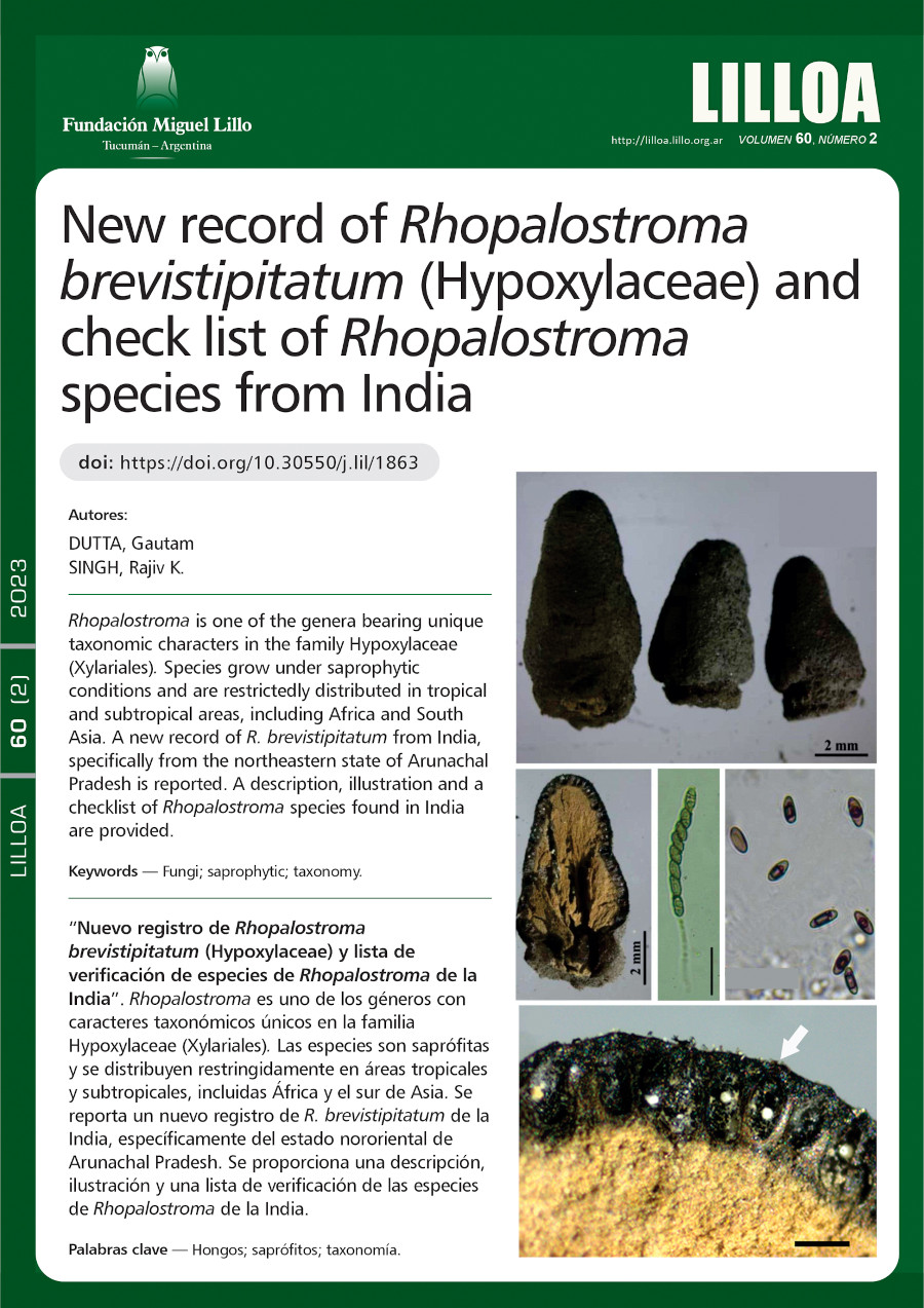 New record of Rhopalostroma brevistipita- tum (Hypoxylaceae) and checklist of Rhopalostroma species from India