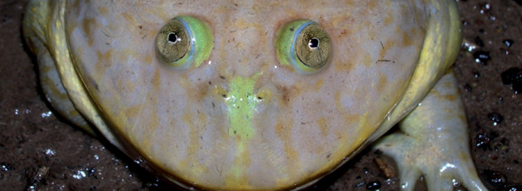 Fundación Miguel Lillo :: Instituto de herpetología