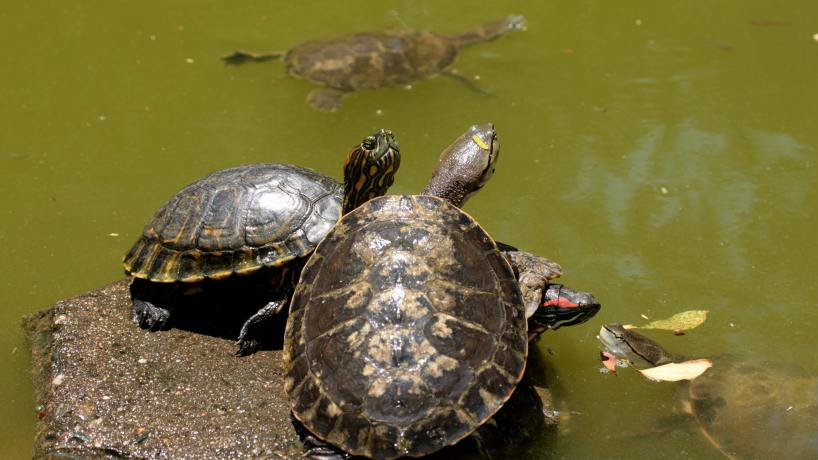 Tortugas en la fuente central de Fundación Miguel Lillo