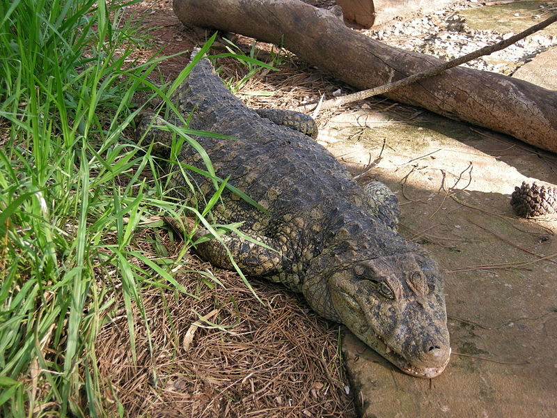 Caiman latirostris en el parque ecológico "El Puma" (Misiones, Argentina).