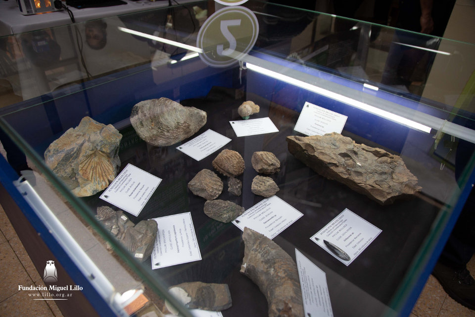 Parte de la Colección de Invertebrados fósiles y microfósiles (Geología). 