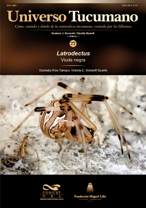 Universo Tucumano 77 (2022): Viuda negra (Latrodectus)