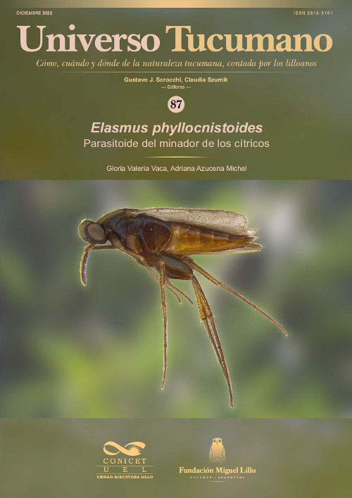 Parasitoide del minador de los cítricos (Elasmus phyllocnistoides)