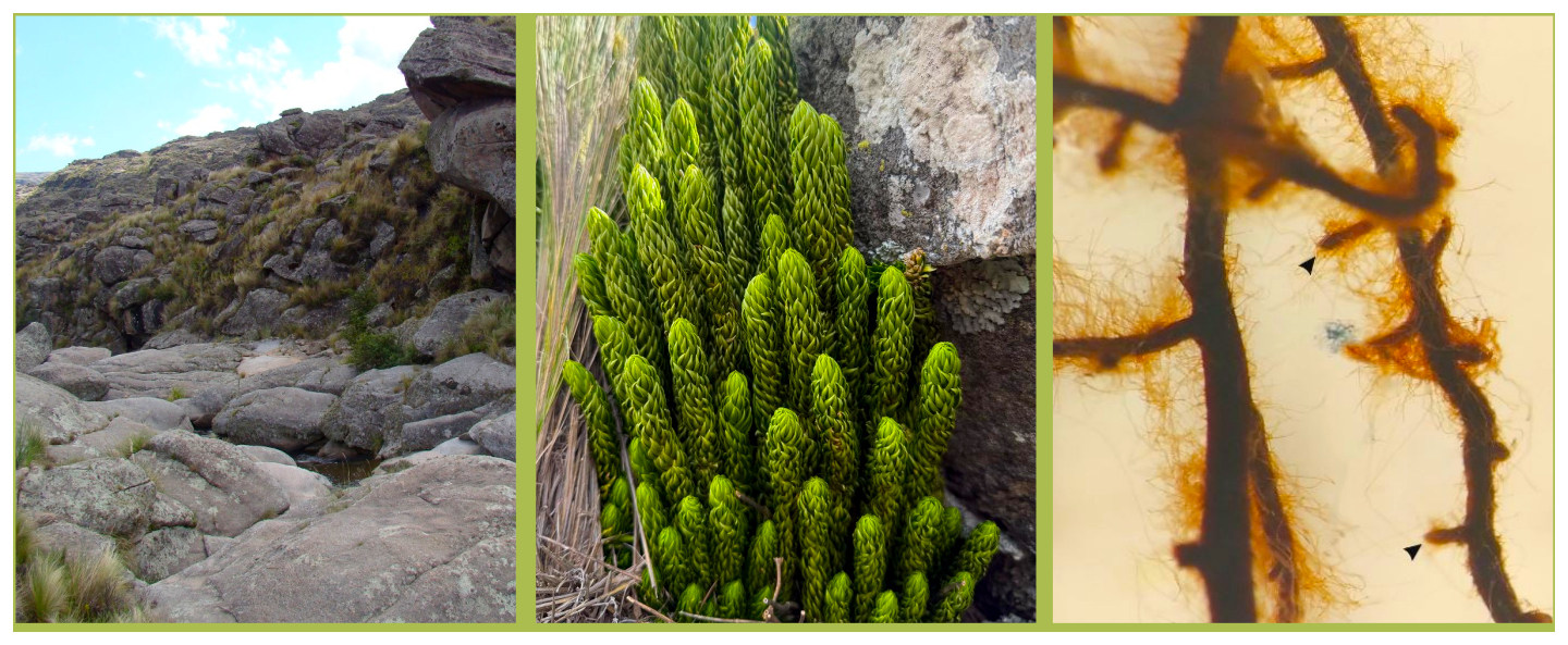 Simbiosis inédita en plantas ancestrales: primer registro de ectomicorrizas en licofitas