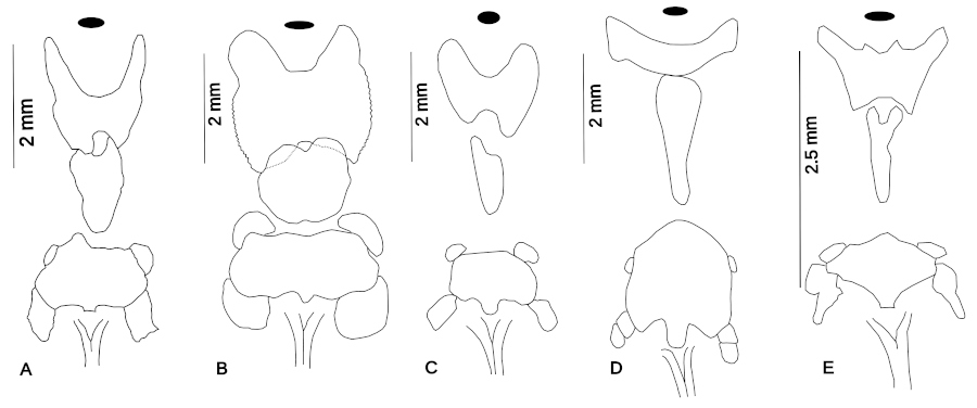 Científicos de la FML descubren nueva especie de bagre en el Bermejo