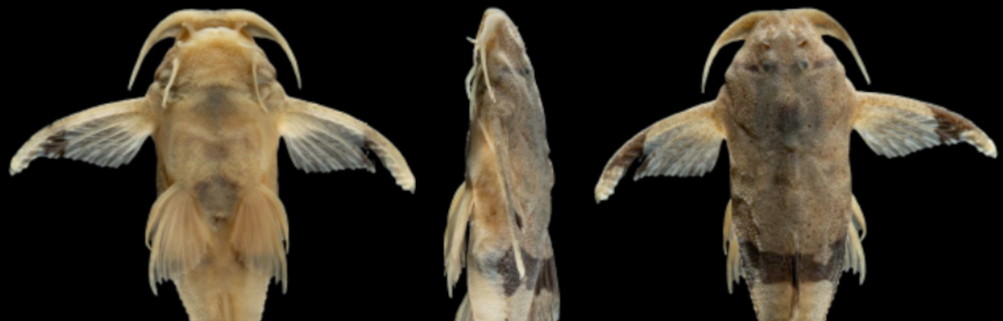 Científicos de la FML descubren nueva especie de bagre en el Bermejo